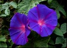 puzzle de flores